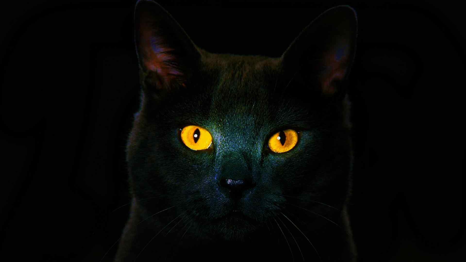 黑猫锐利眼神高清图片桌面壁纸