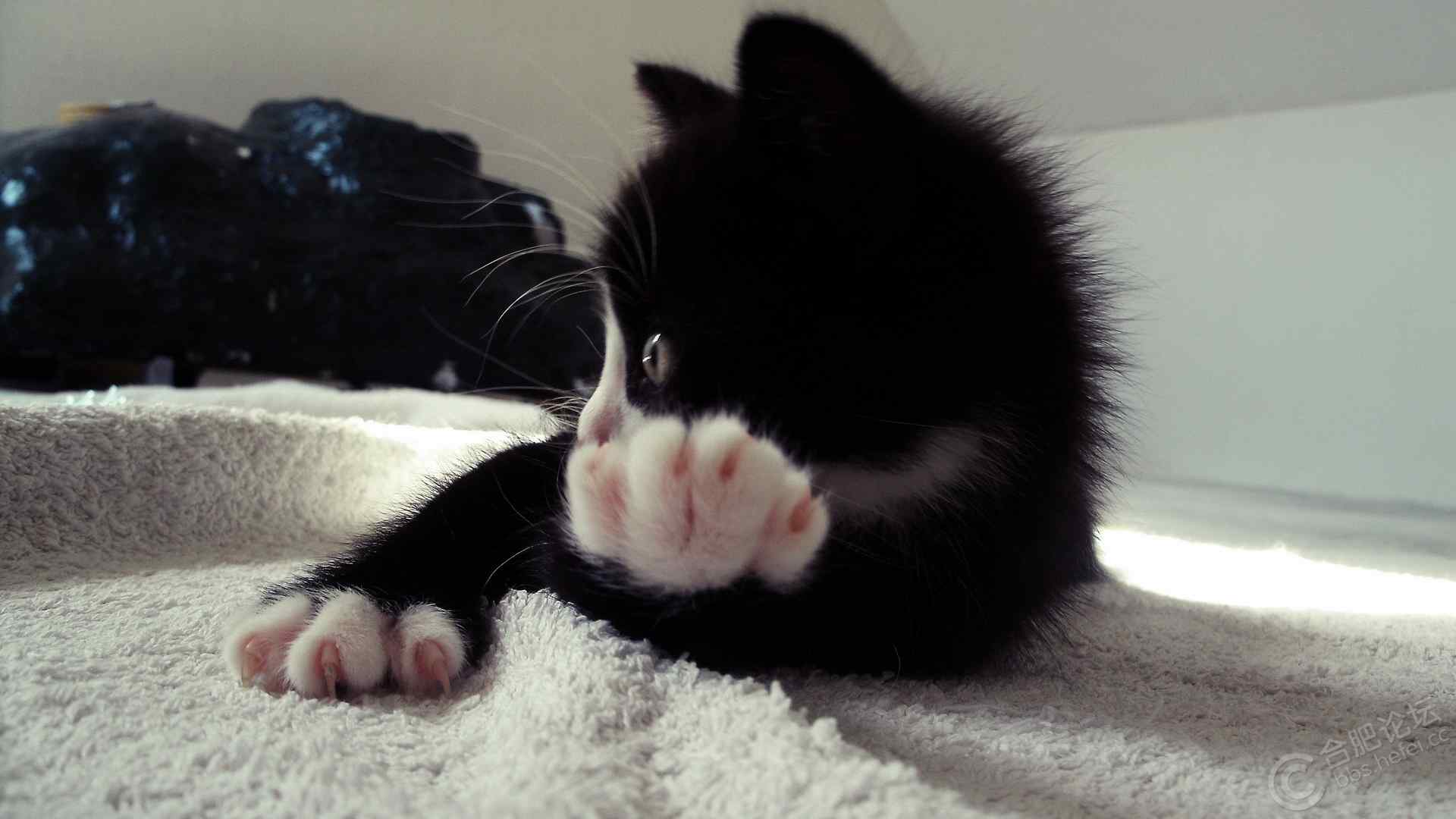 黑猫白爪可爱图片桌面壁纸
