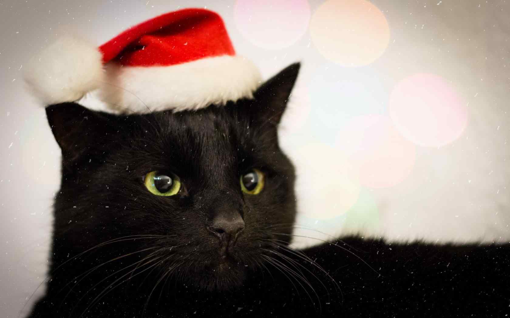 黑猫戴圣诞帽可爱图片桌面壁纸