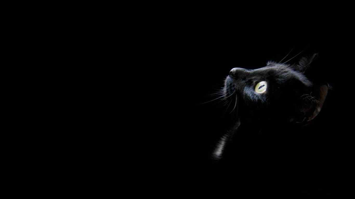 黑猫仰望星空简约图片桌面壁纸