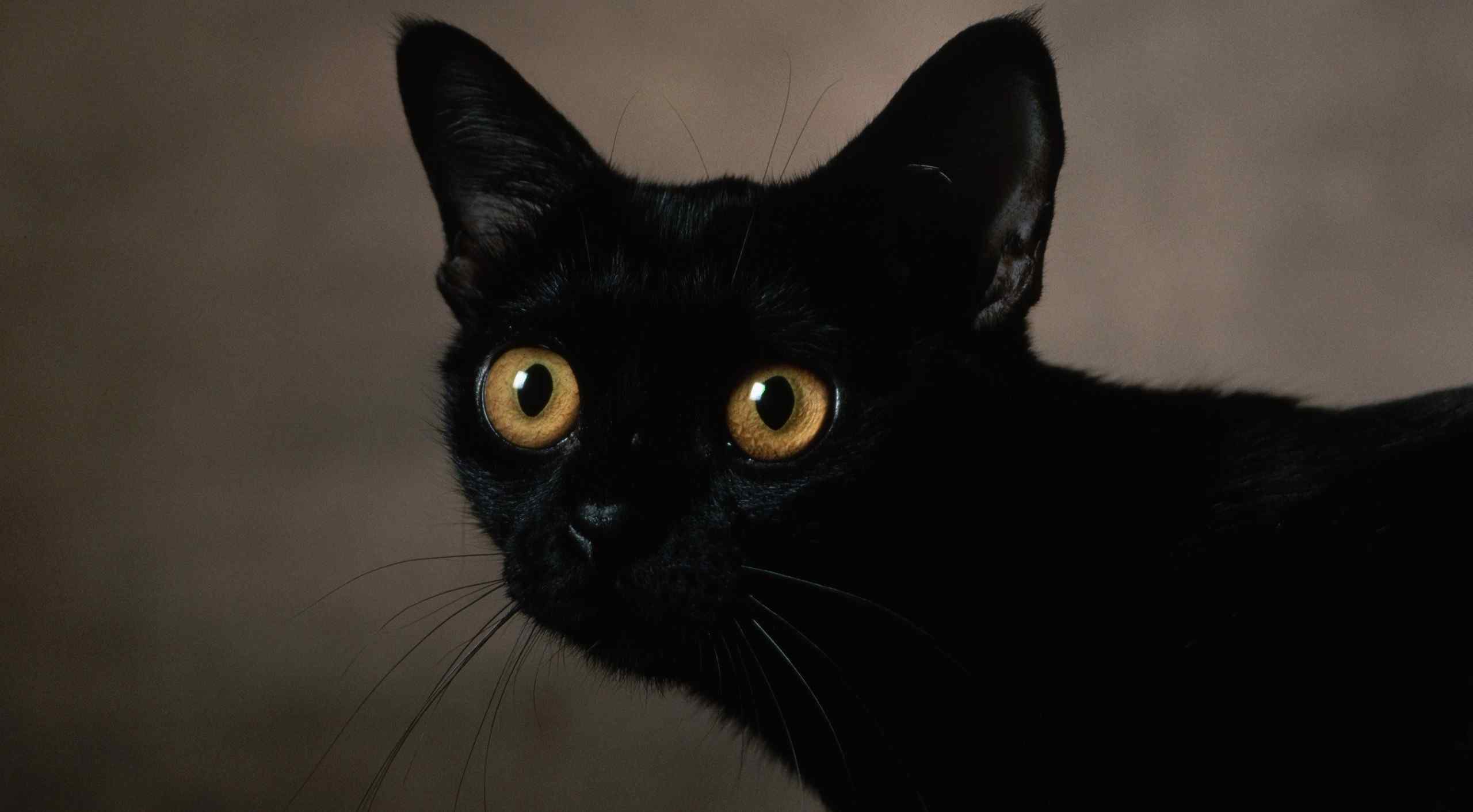 黑猫黄色眼睛图片桌面壁纸