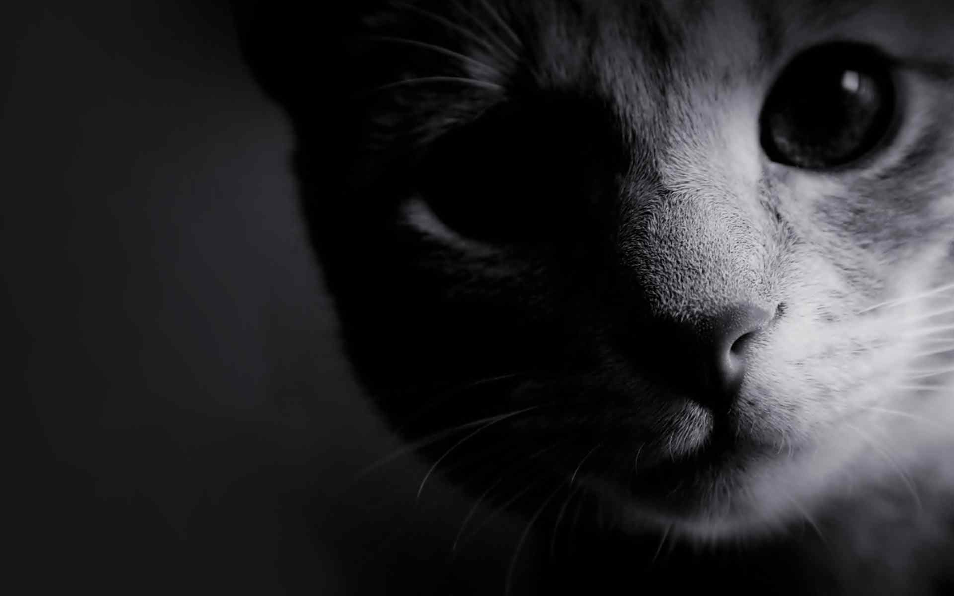 黑猫高颜值黑白图片桌面壁纸