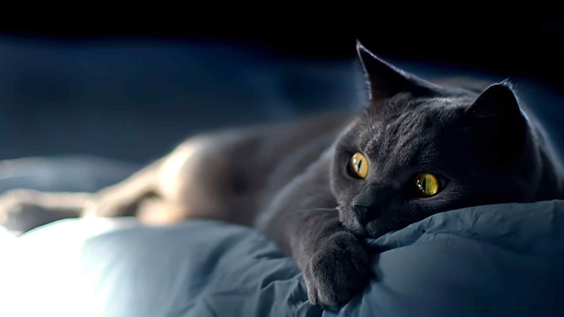 黑色猫咪躺着卖萌桌面壁纸