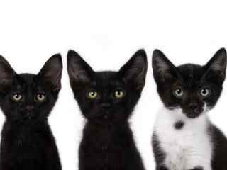 黑猫大耳朵小猫图