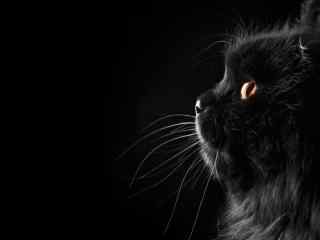 黑猫个性图片桌面壁纸