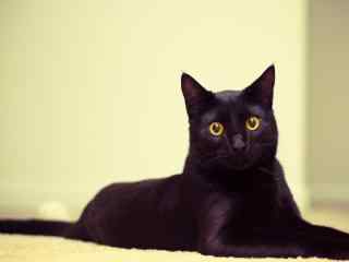 可爱黑猫高清图片