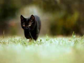 黑猫奔跑在草地上