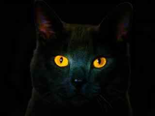 黑猫锐利眼神高清