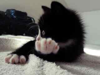 黑猫白爪可爱图片