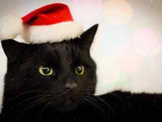 黑猫戴圣诞帽可爱图片桌面壁纸