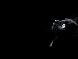 黑猫仰望星空简约