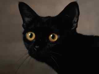 黑猫黄色眼睛图片