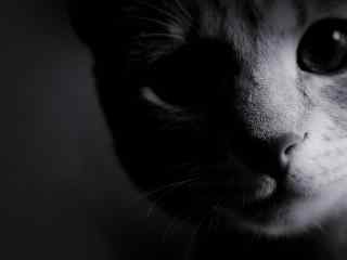 黑猫高颜值黑白图片桌面壁纸