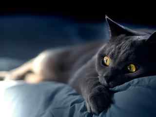 黑色猫咪躺着卖萌