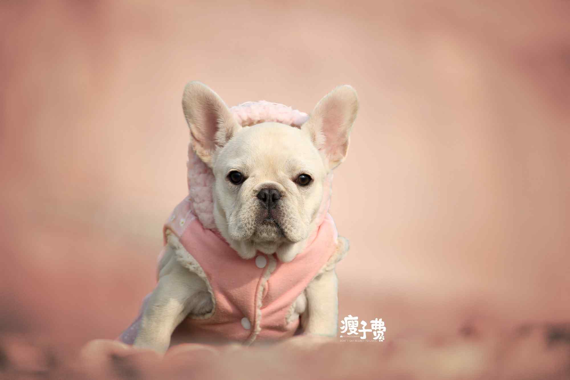 穿粉色衣服的法斗犬可爱图片桌面壁纸