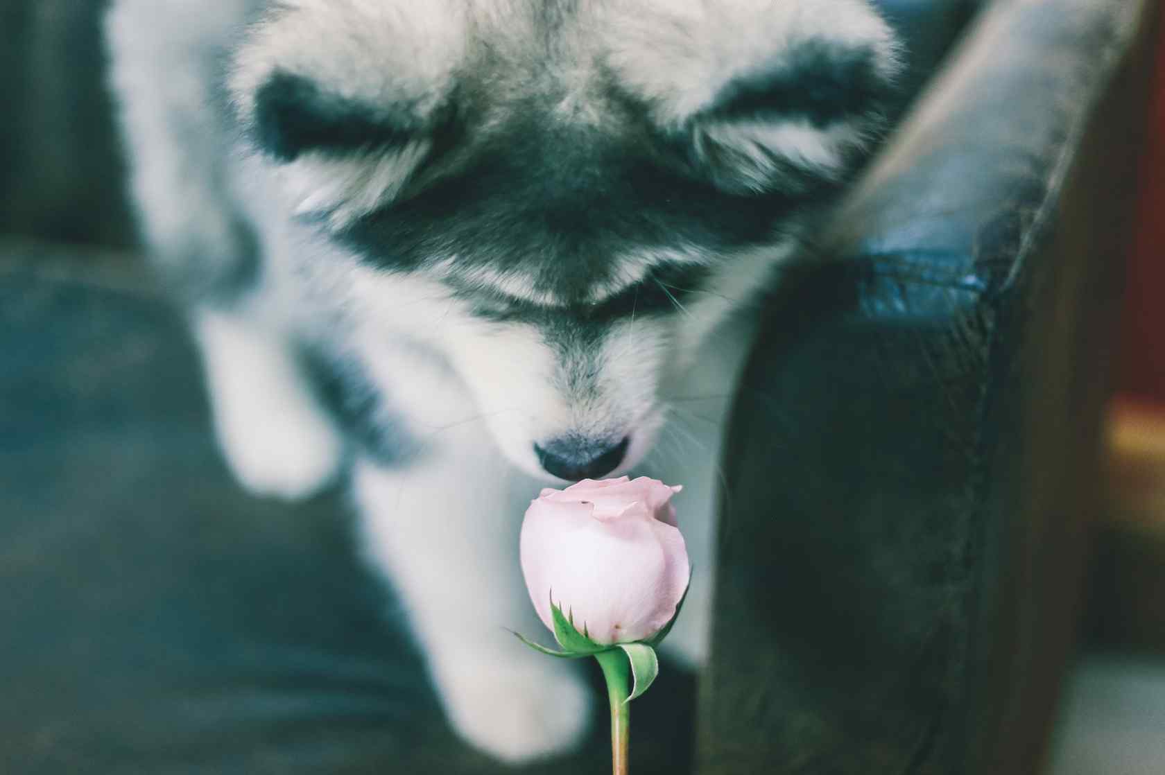单身狗也喜欢玫瑰花可爱图片桌面壁纸
