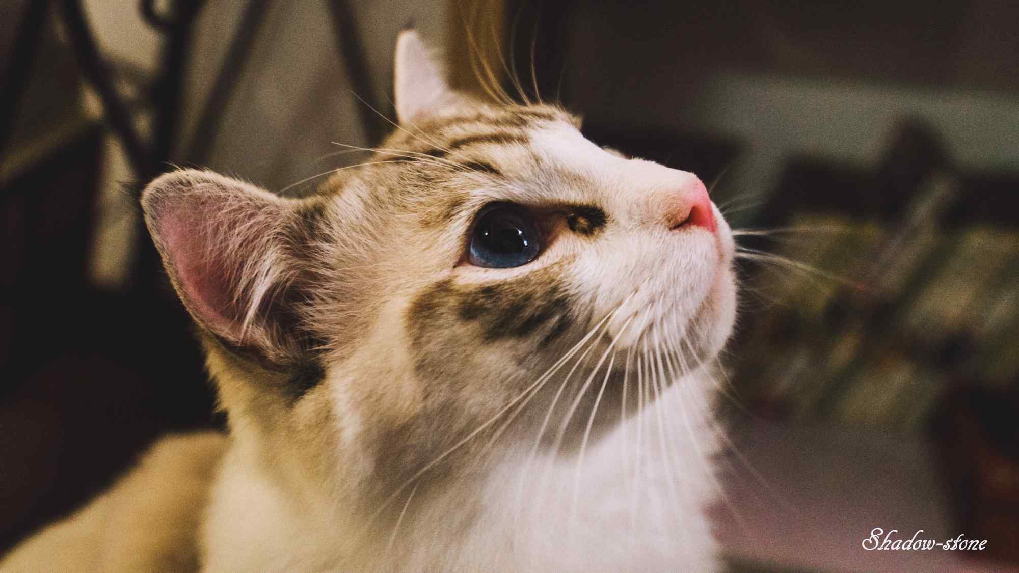 可爱猫咪唯美侧脸图片桌面壁纸