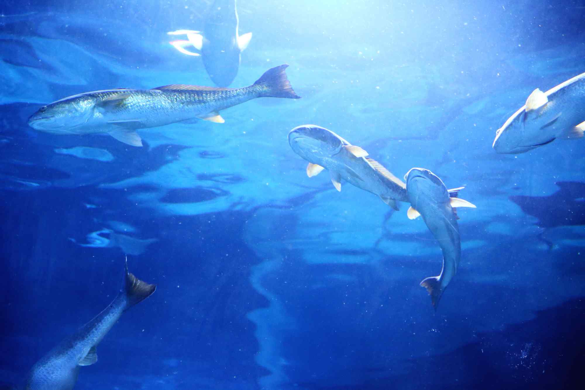 深海鲨鱼唯美海底世界图片桌面壁纸