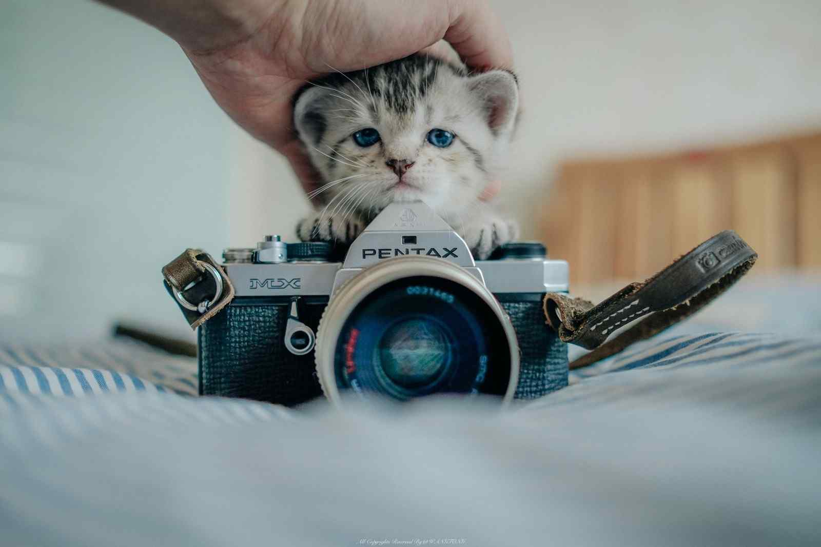 萌猫小写真~|摄影|动物|Lfayer - 原创作品 - 站酷 (ZCOOL)