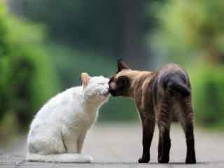 两只小猫咪甜蜜接吻图片桌面壁纸