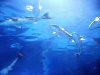 深海鲨鱼唯美海底