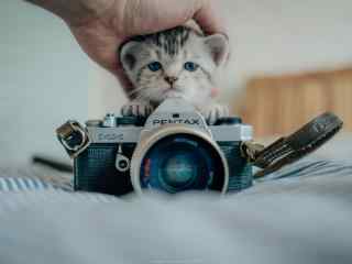 超可爱小猫与相机唯美图片桌面壁纸