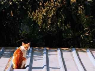 阳光下可爱的猫咪图片桌面壁纸