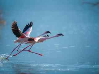 两只粉色长腿火烈鸟展翅图片高清护眼桌面壁纸