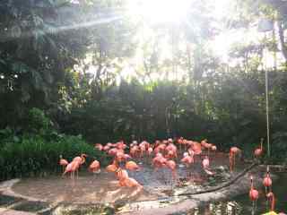 阳光下的粉色火烈鸟群唯美图片桌面壁纸