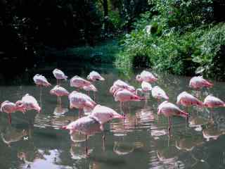 粉色的火烈鸟群体单脚站立唯美高清图片桌面壁纸