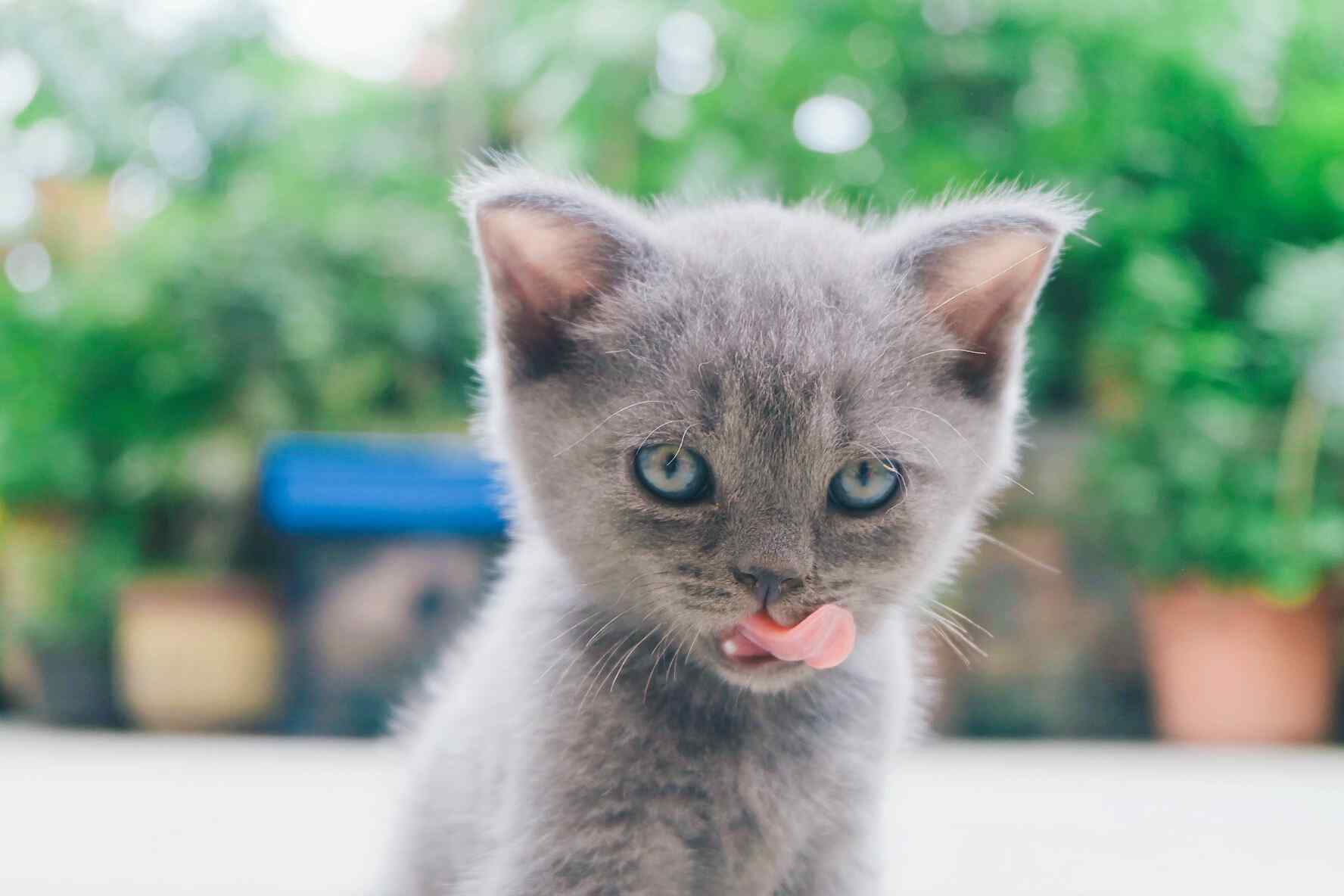 灰色小奶猫可爱吐舌照高清图片桌面壁纸