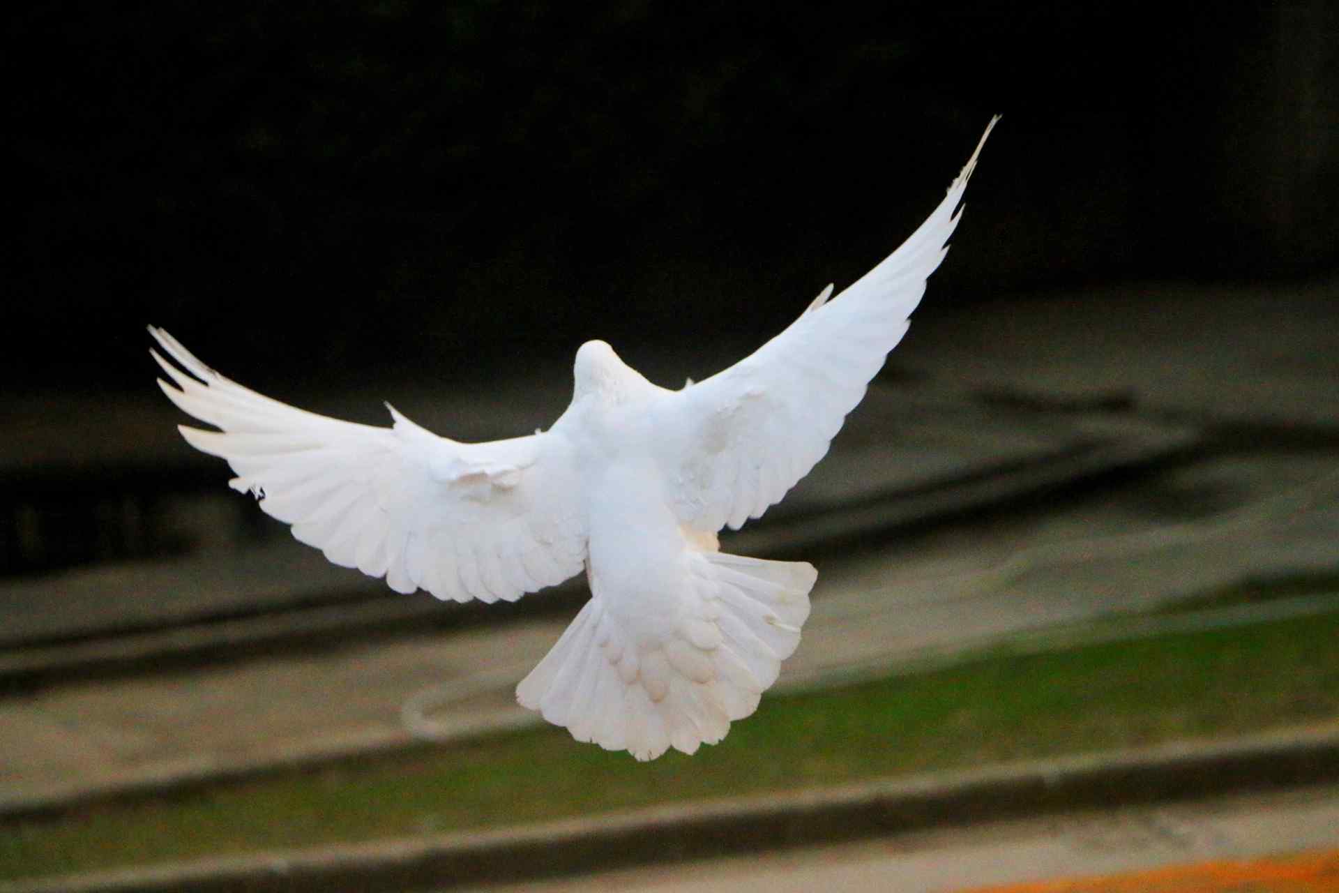 纯白色鸽子展翅起飞自由翱翔图片高清桌面壁纸