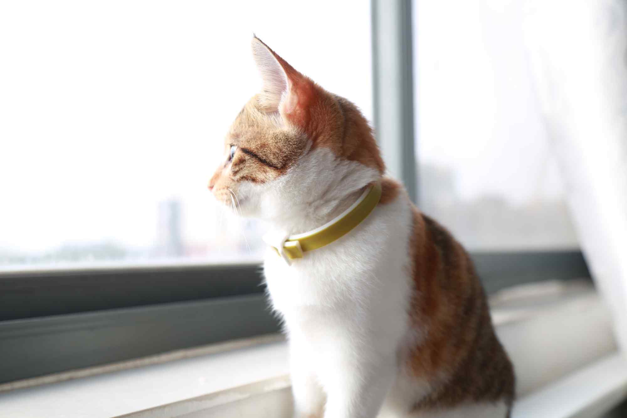 黄色小猫唯美图片高清桌面壁纸