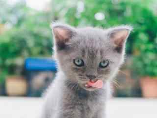 灰色小奶猫可爱吐舌照高清图片桌面壁纸