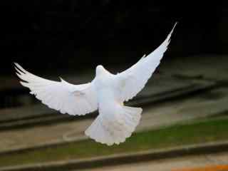 纯白色鸽子展翅起飞自由翱翔图片高清桌面壁纸