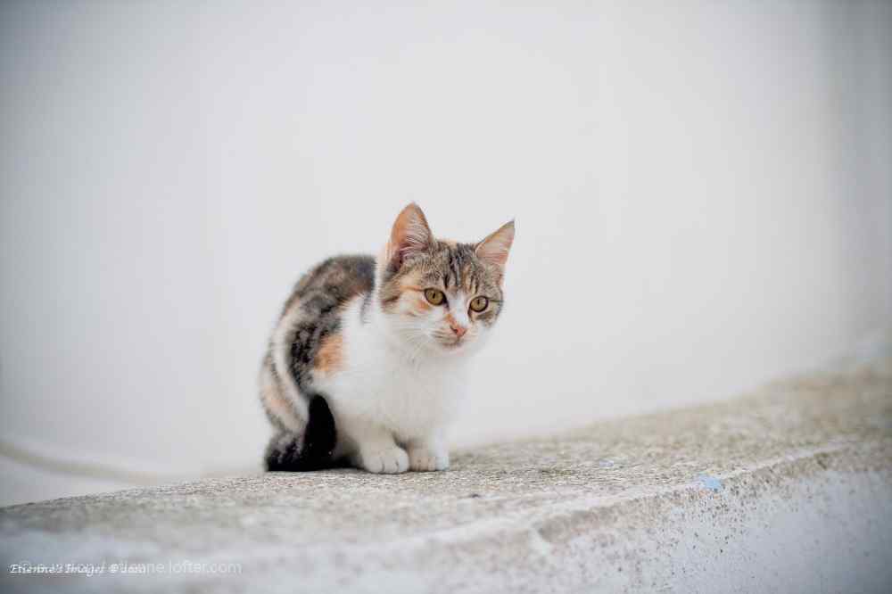 可爱小猫咪图片高清桌面壁纸