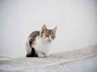 可爱小猫咪图片高清桌面壁纸
