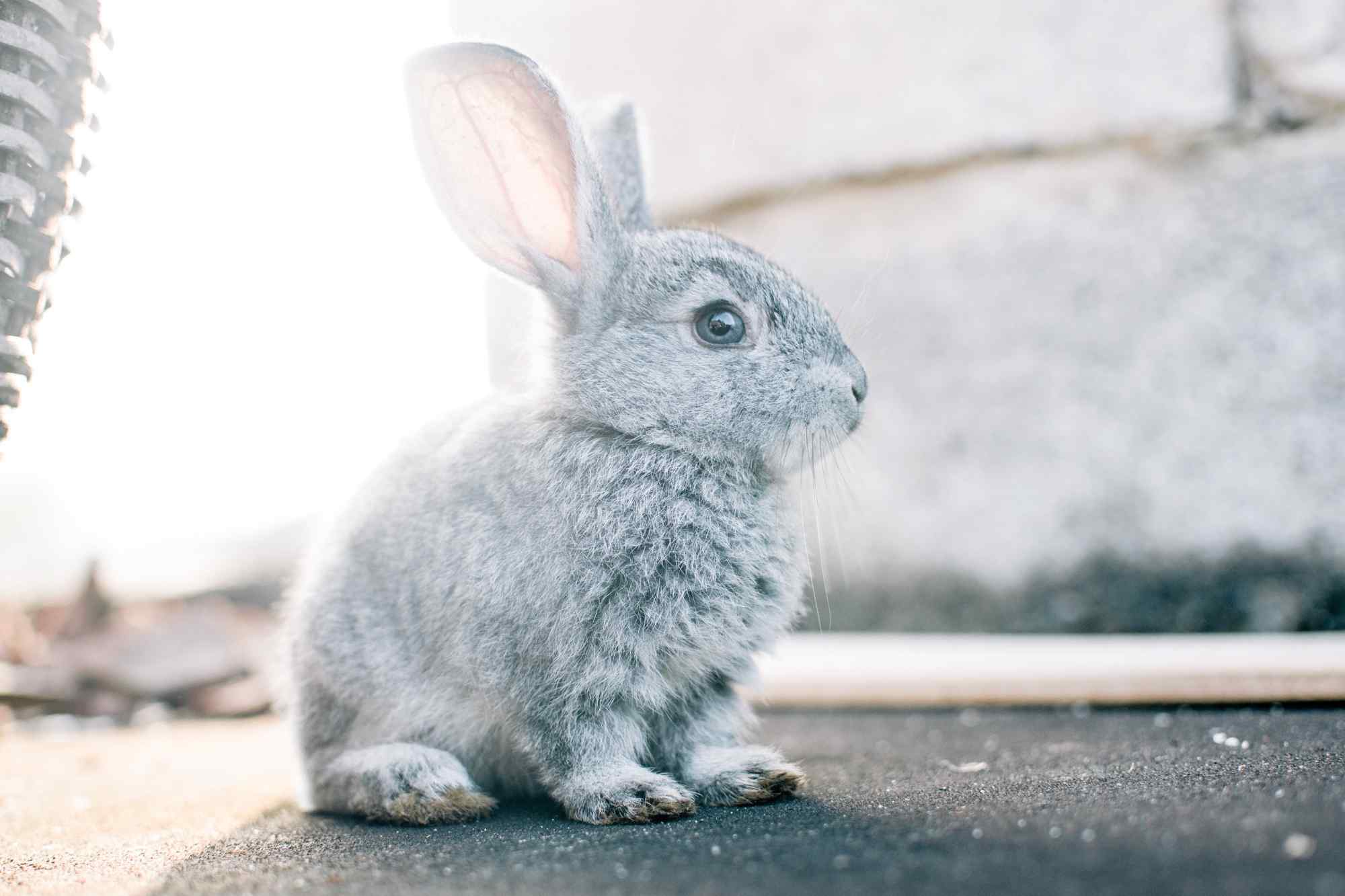 灰色的小兔子可爱图片高清桌面壁纸