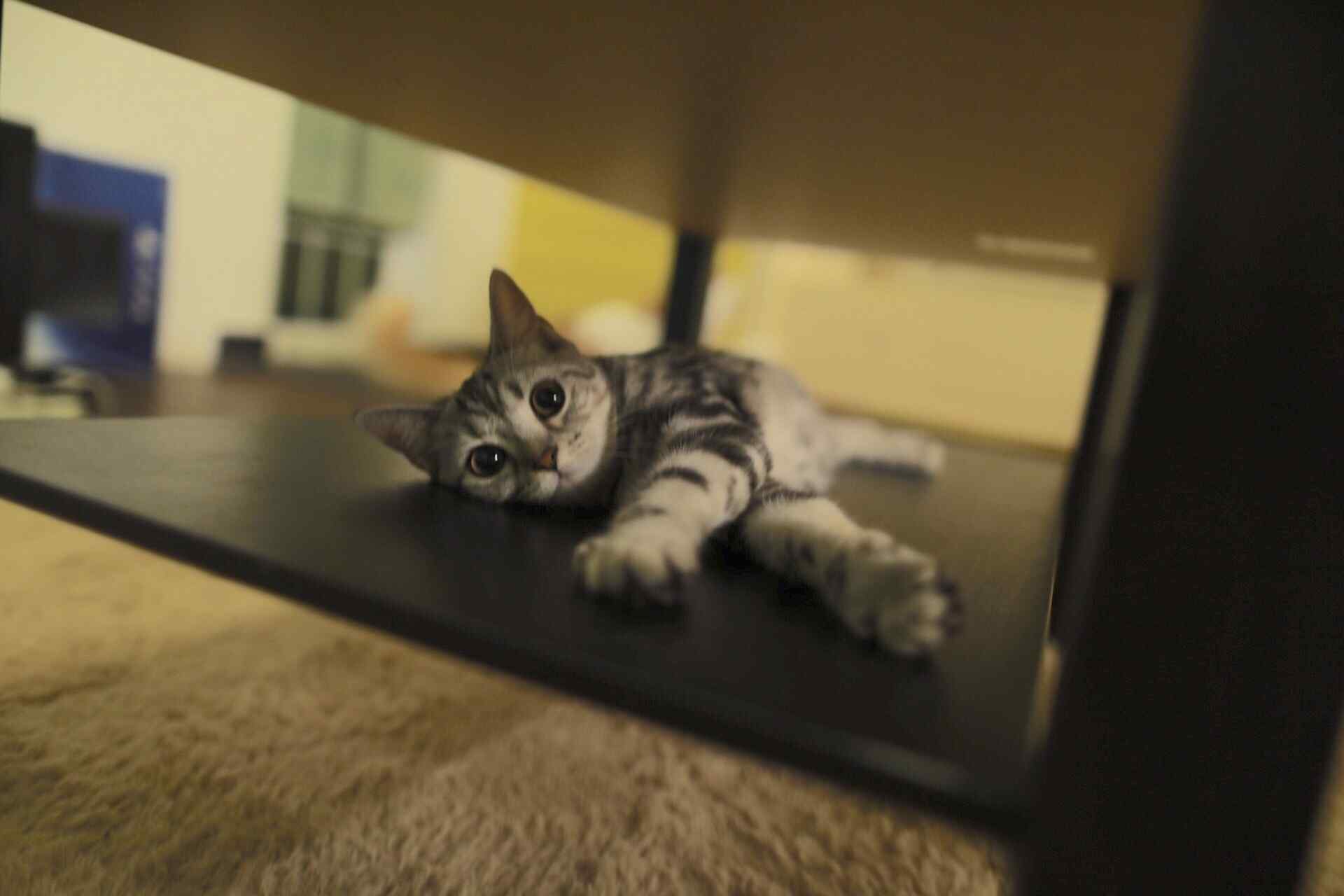小猫可爱图片高清桌面壁纸