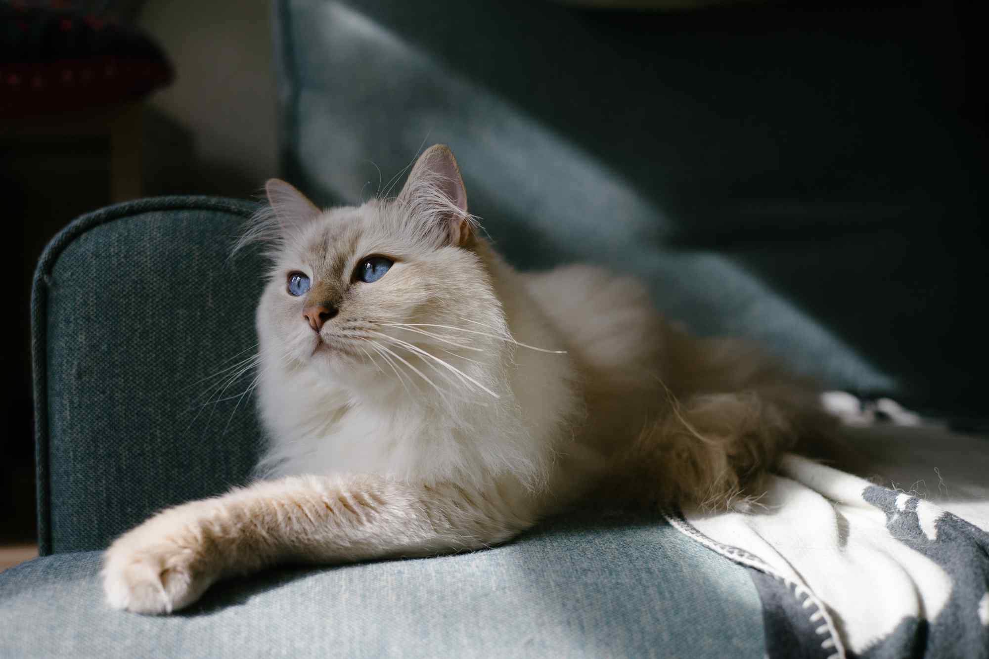 小猫咪神秘蓝色眼睛图片高清桌面壁纸