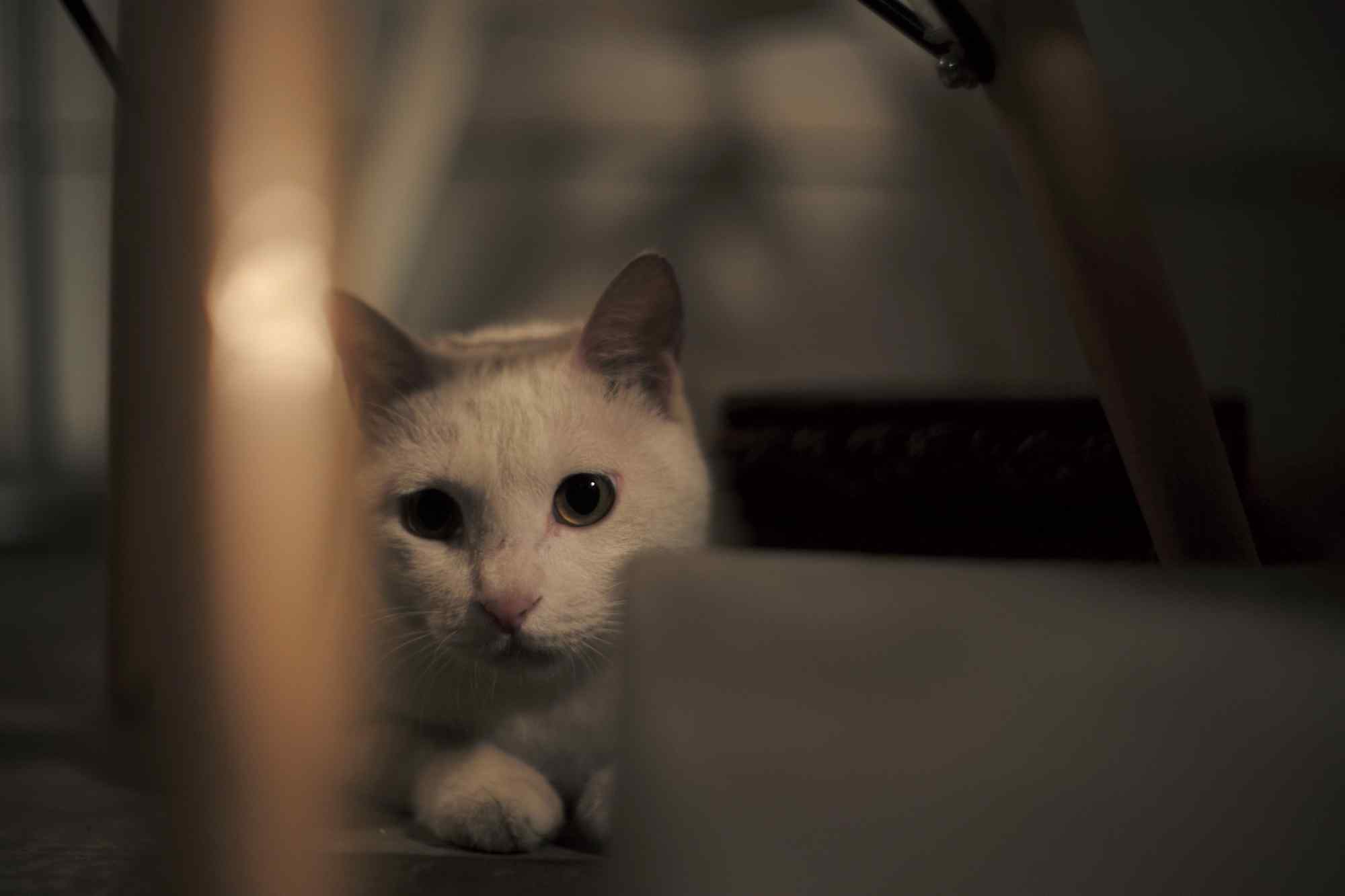 美丽的白色猫咪可爱图片高清桌面壁纸