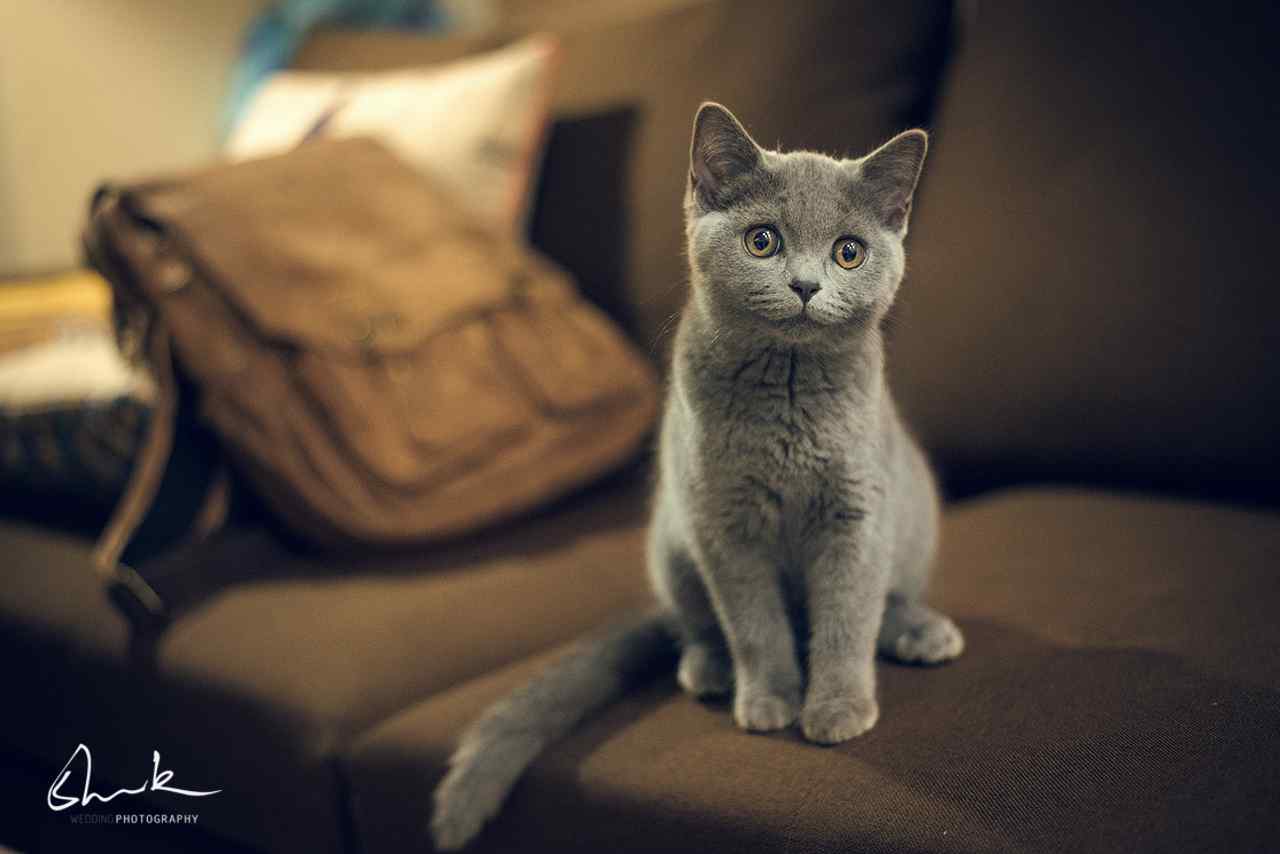 灰色小猫可爱表情图片高清桌面壁纸