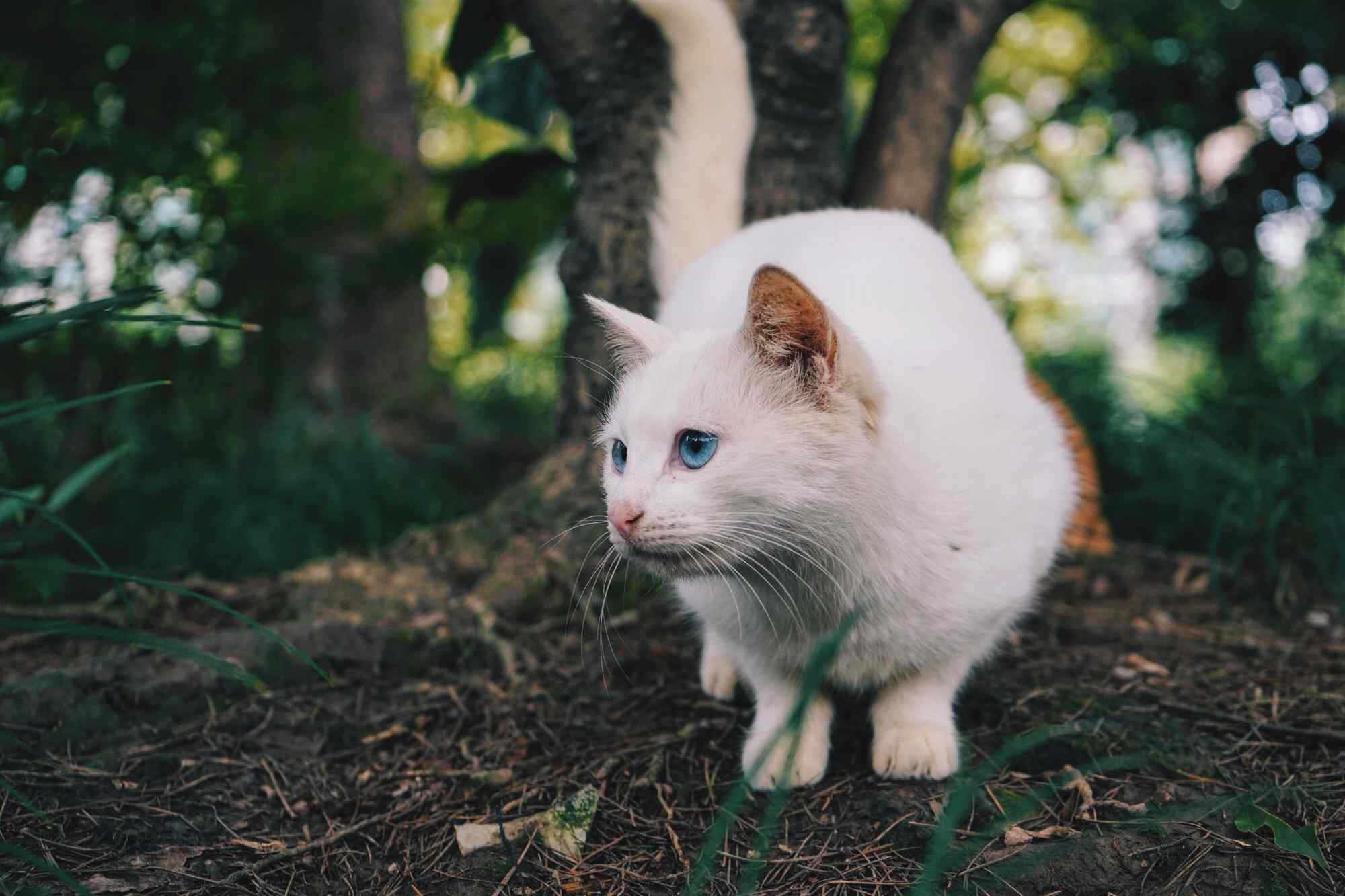 超好看的白色小猫神秘蓝色眼睛图片高清桌面壁纸