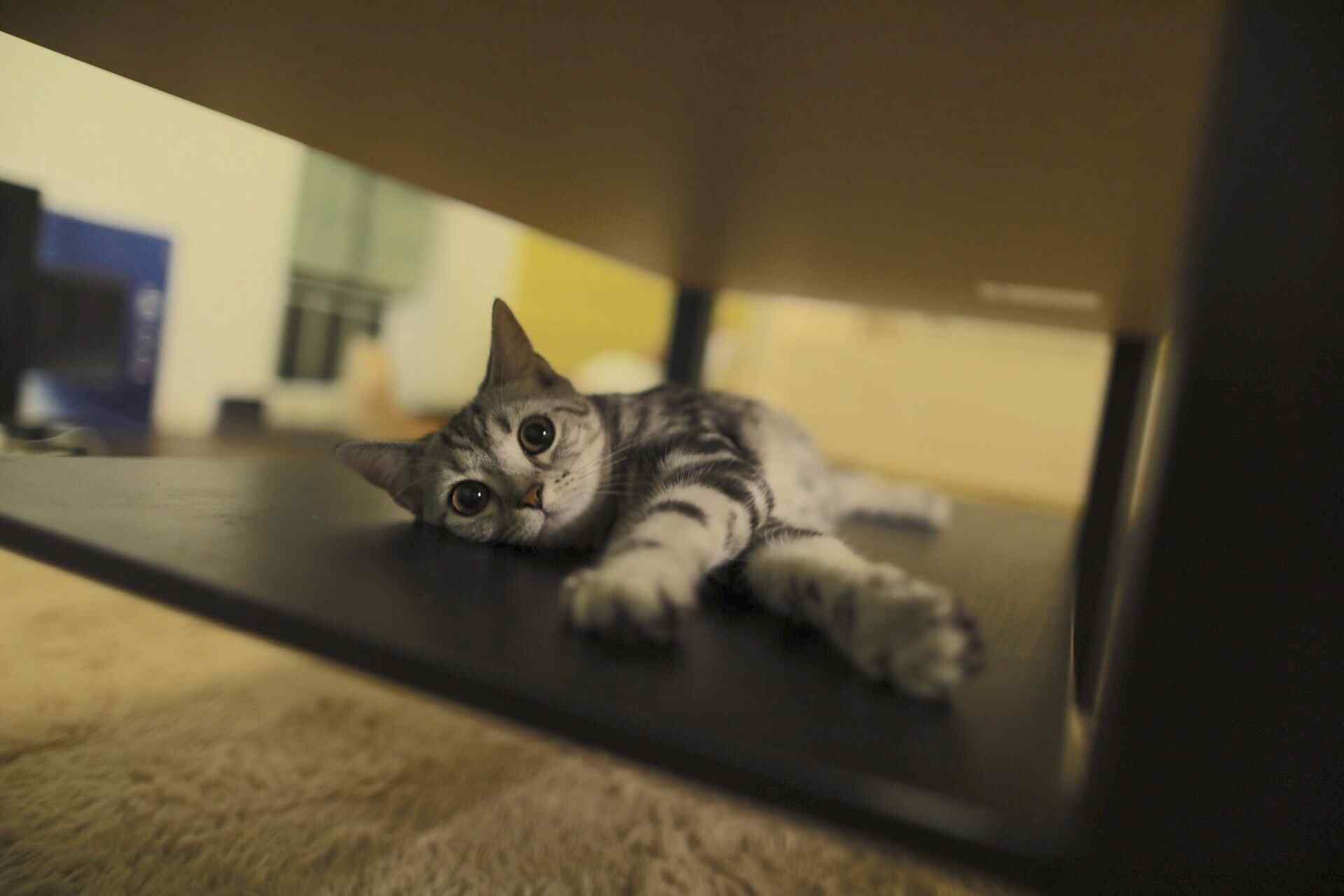 小猫可爱图片高清桌面壁纸