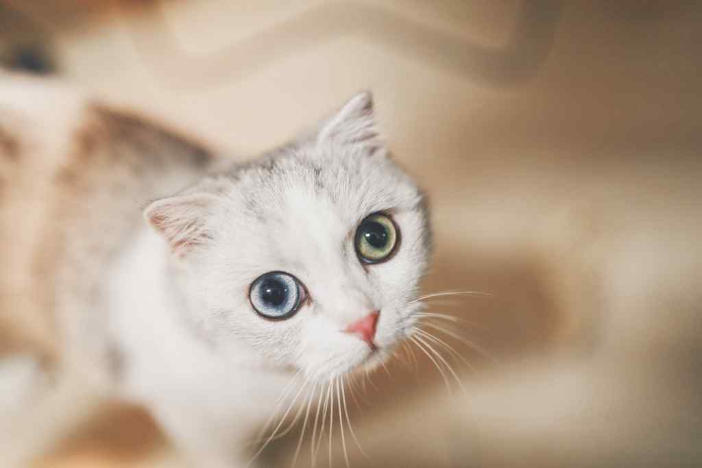 白色猫咪神秘眼神图片高清桌面壁纸