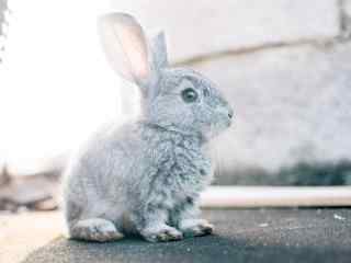 灰色的小兔子可爱图片高清桌面壁纸