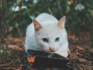 超好看的白色小猫神秘蓝色眼睛图片高清桌面壁纸
