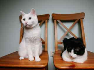 两只颜色不同的眼睛白色小猫图片高清桌面壁纸