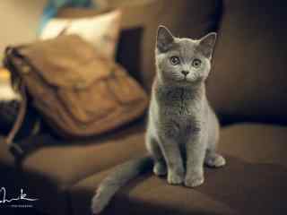 灰色小猫可爱表情