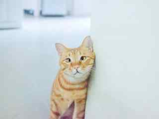 可爱小猫搞笑表情图片高清桌面壁纸